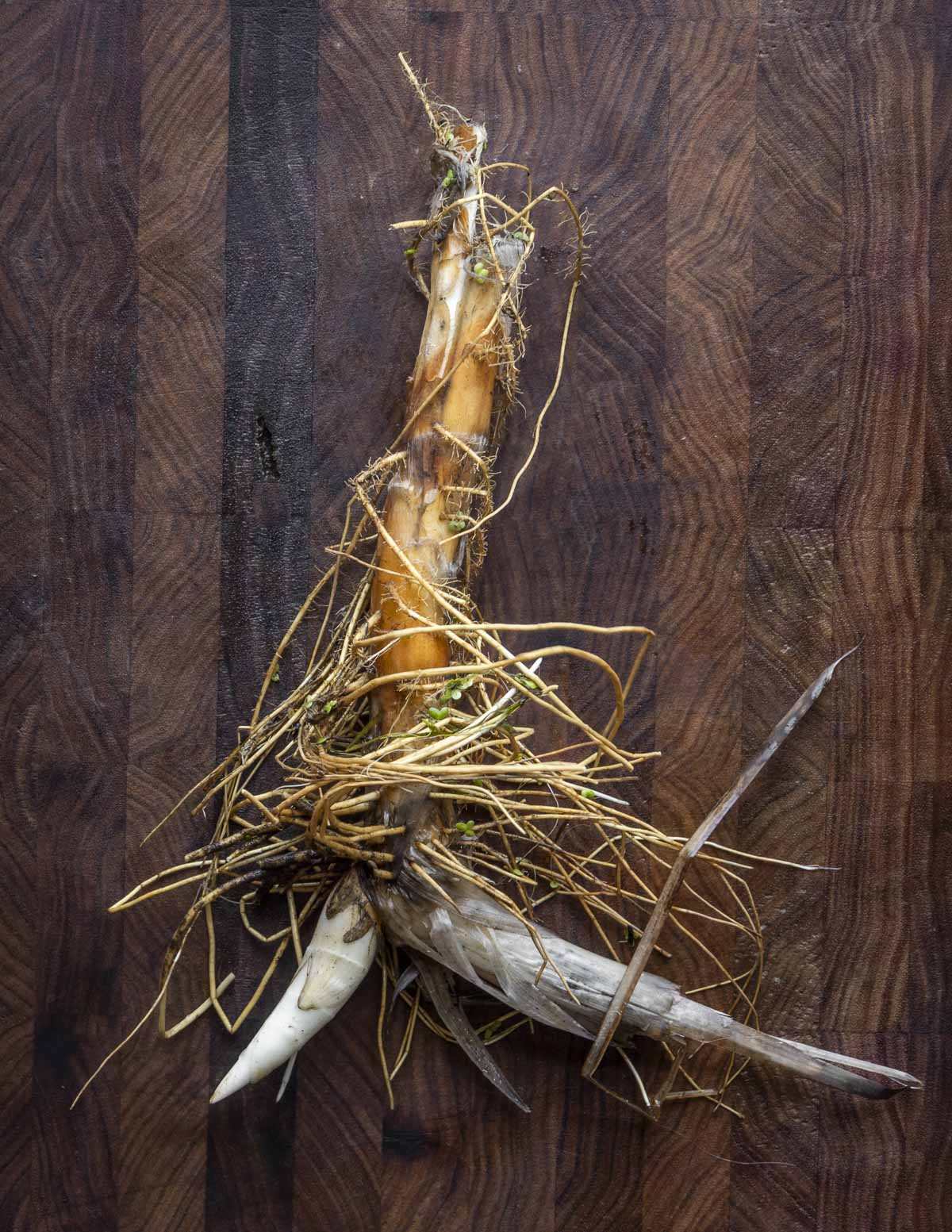 A cattail shoot showing rhizomes and lateral rhizomes on the bottom. 