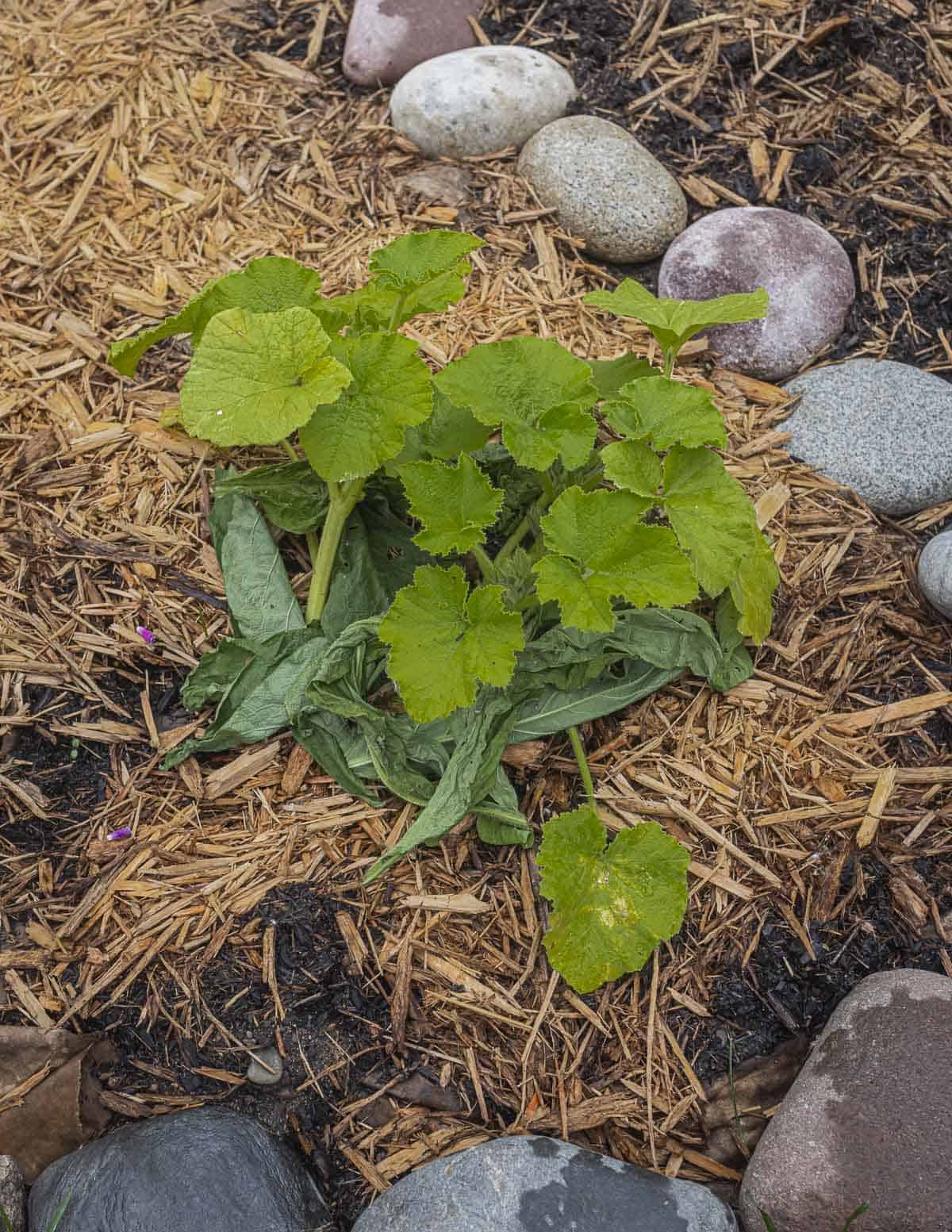 Comfrey leaves placed around a squash plant to act as compost in a garden. 