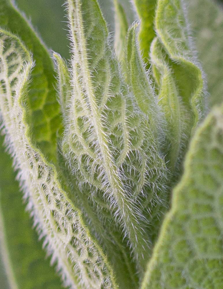 A close up image of the underside of a comfrey leaf showing pronounced hairs and veins. 