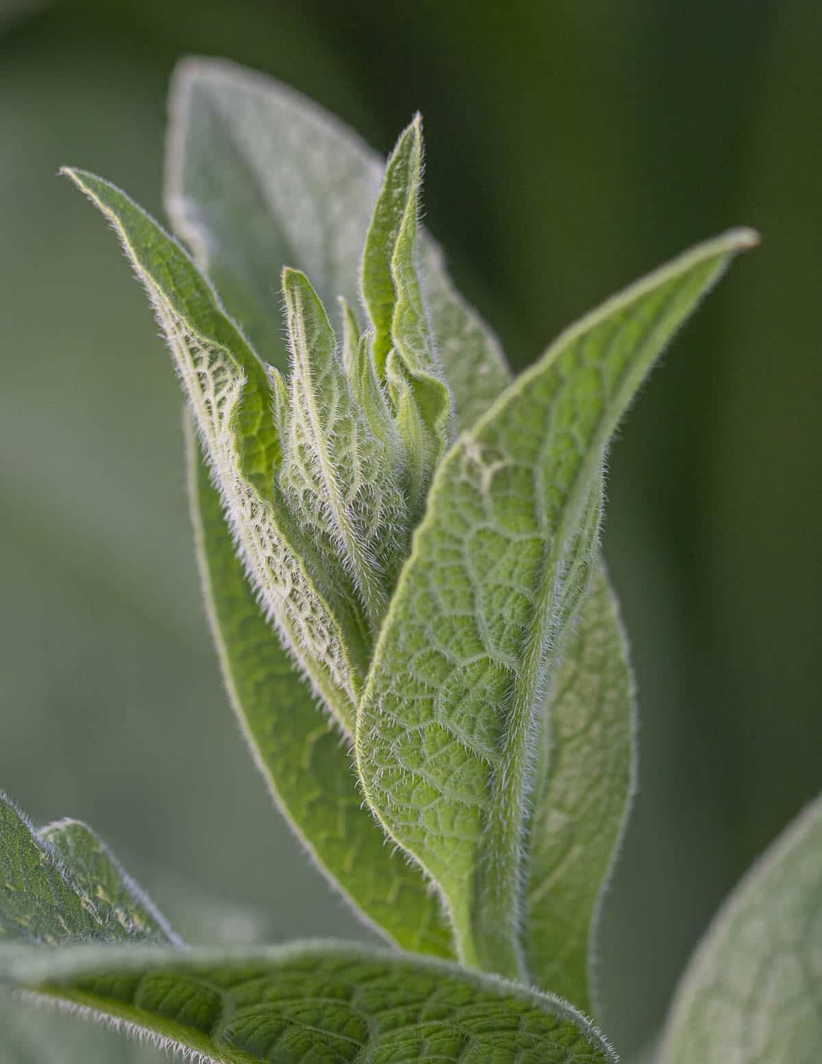 Young comfrey leaves showing furry undersides and veins. 