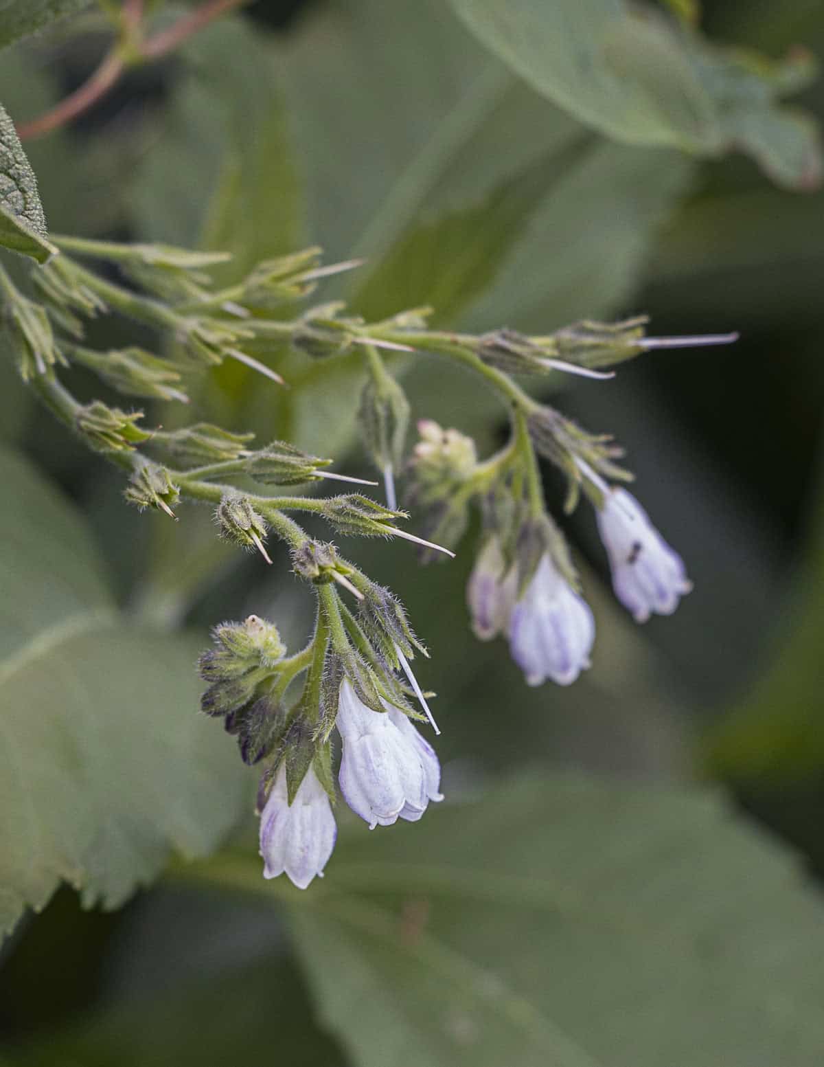 White comfrey flowers. Symphytum officinale.