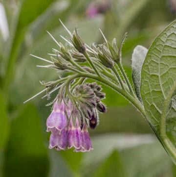 A close up picture of purple wild comfrey flowers growing near a garden.