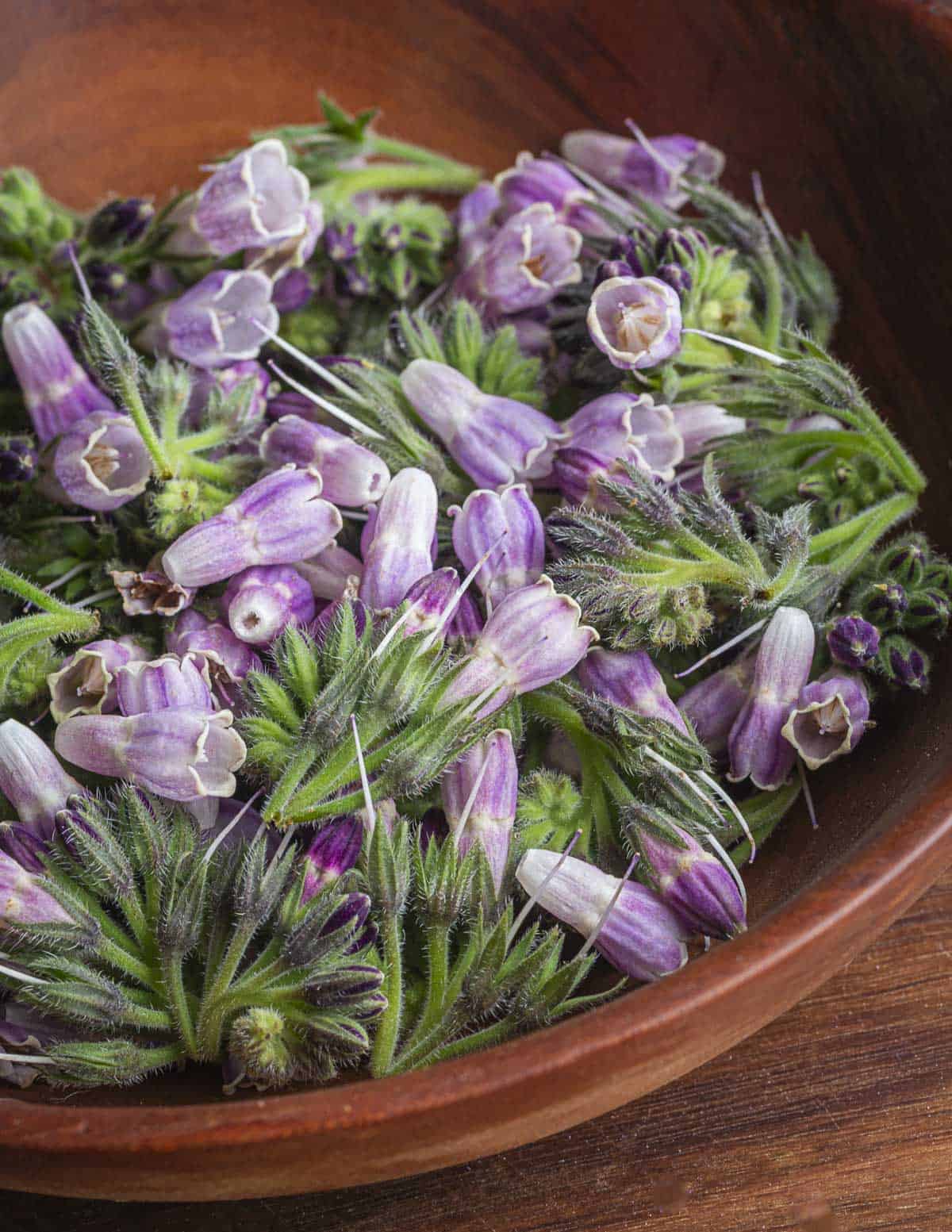 A bowl of edible comfrey flowers and comfrey flower buds. 