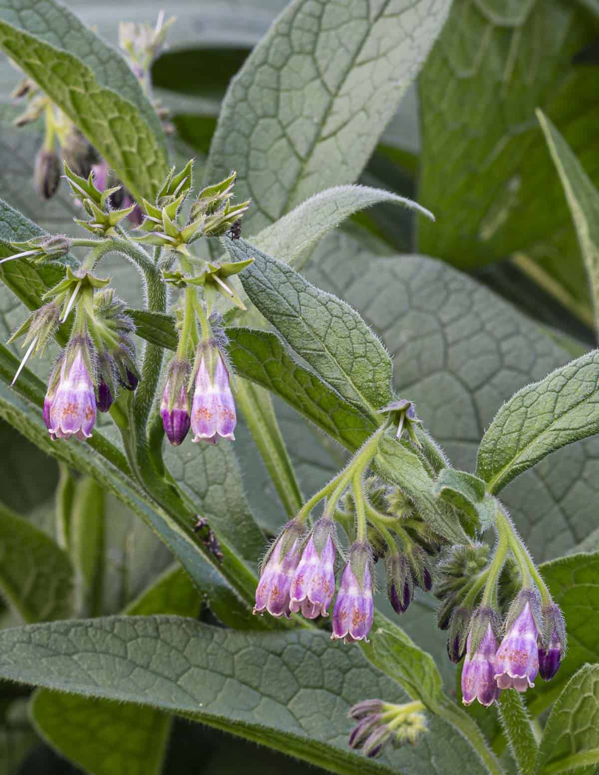 A close up image of purple comfrey flowers, Symphytum officinale, growing in a garden.
