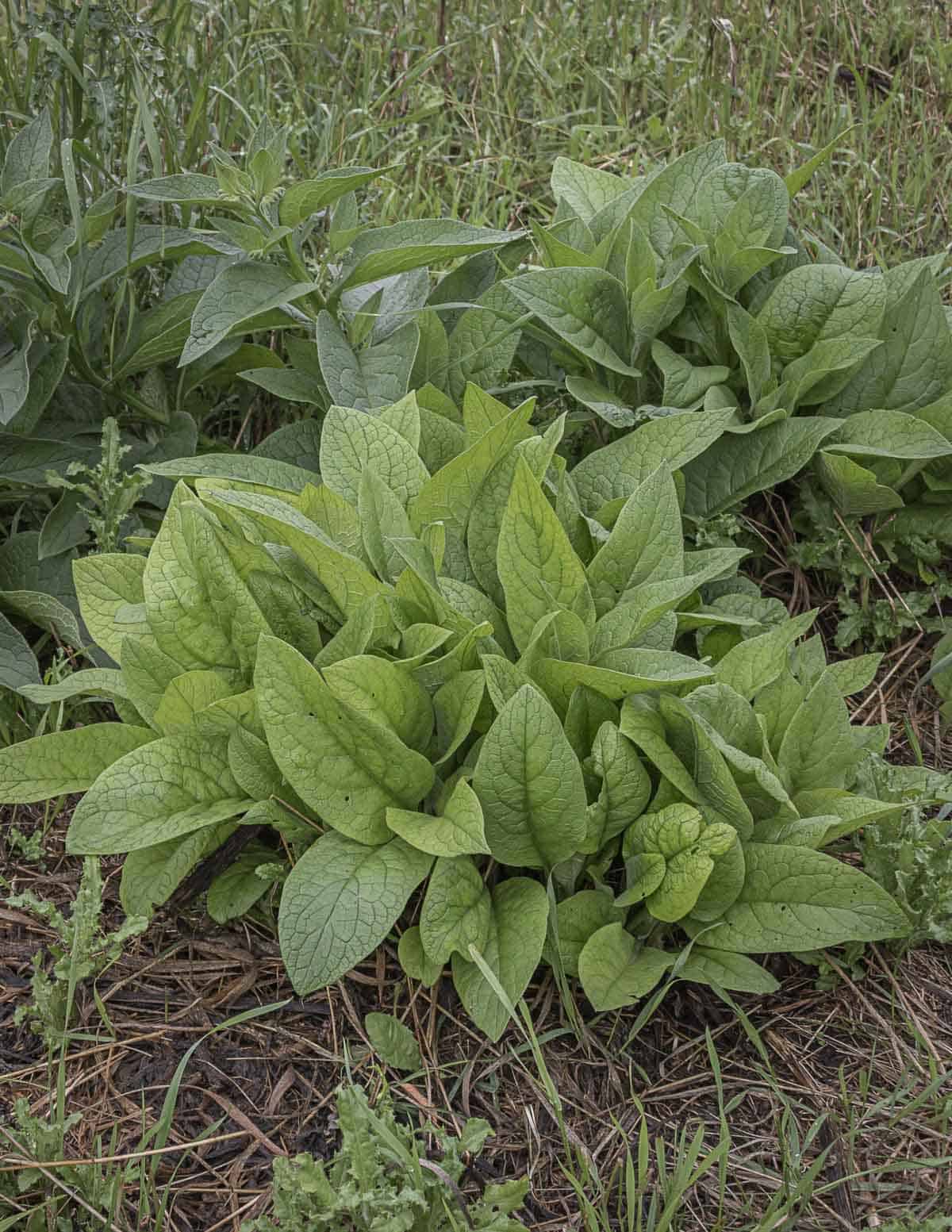 A basal rosette of young comfrey leaves growing in the spring. 