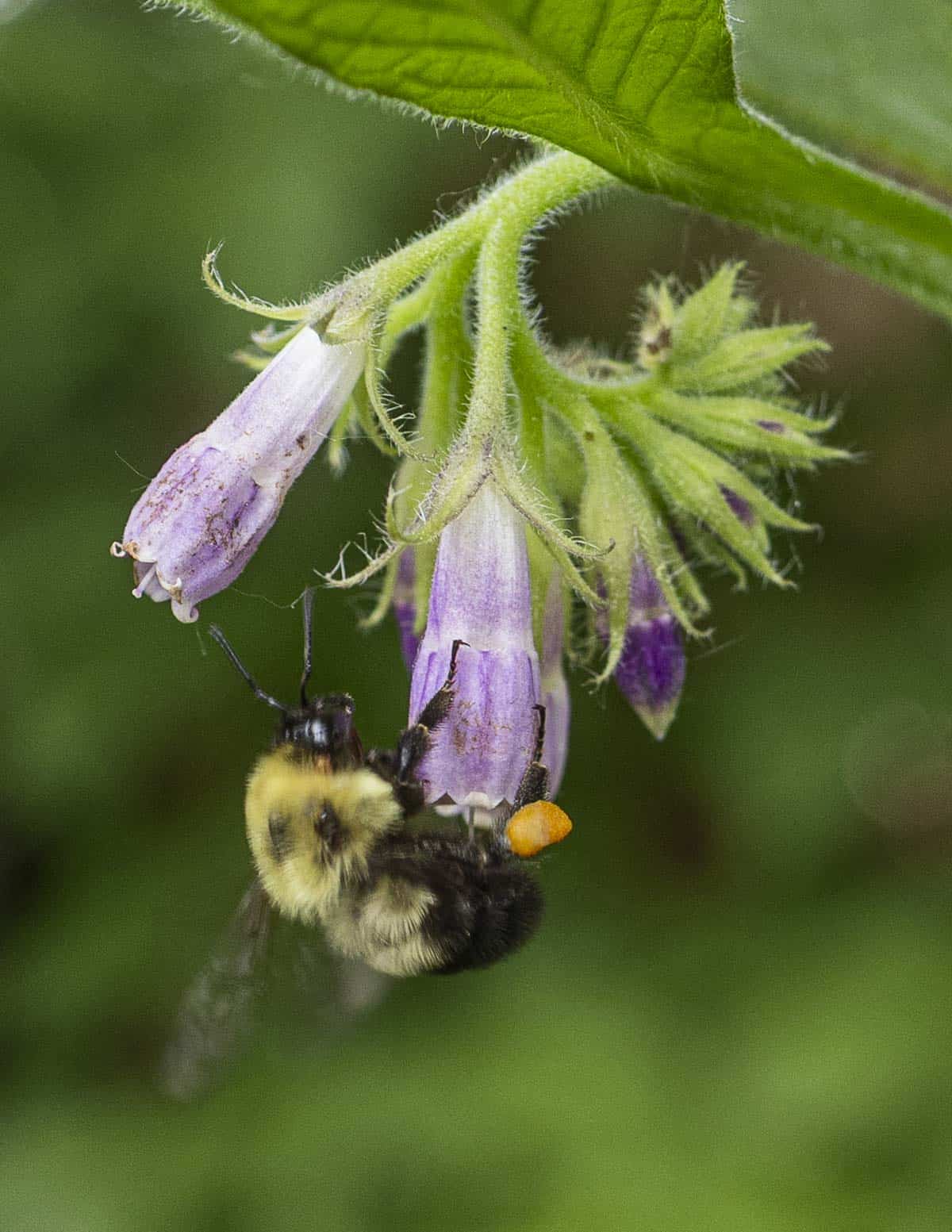 A close up image of a bee nectaring on a comfrey flower in a garden. 