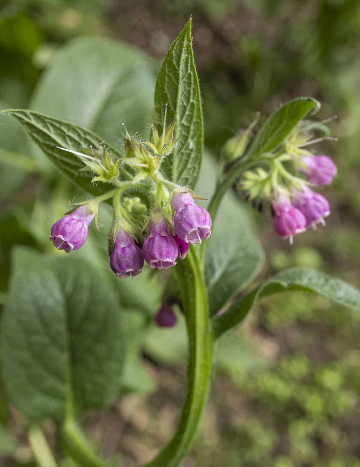 A close up image of purple Russian comfrey flowers growing in a garden. 
