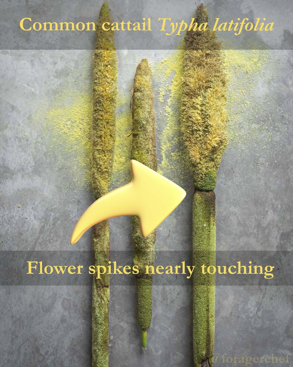 Common cattail flower spikes infographic showing that the male and female flower spikes are nearly touching. 