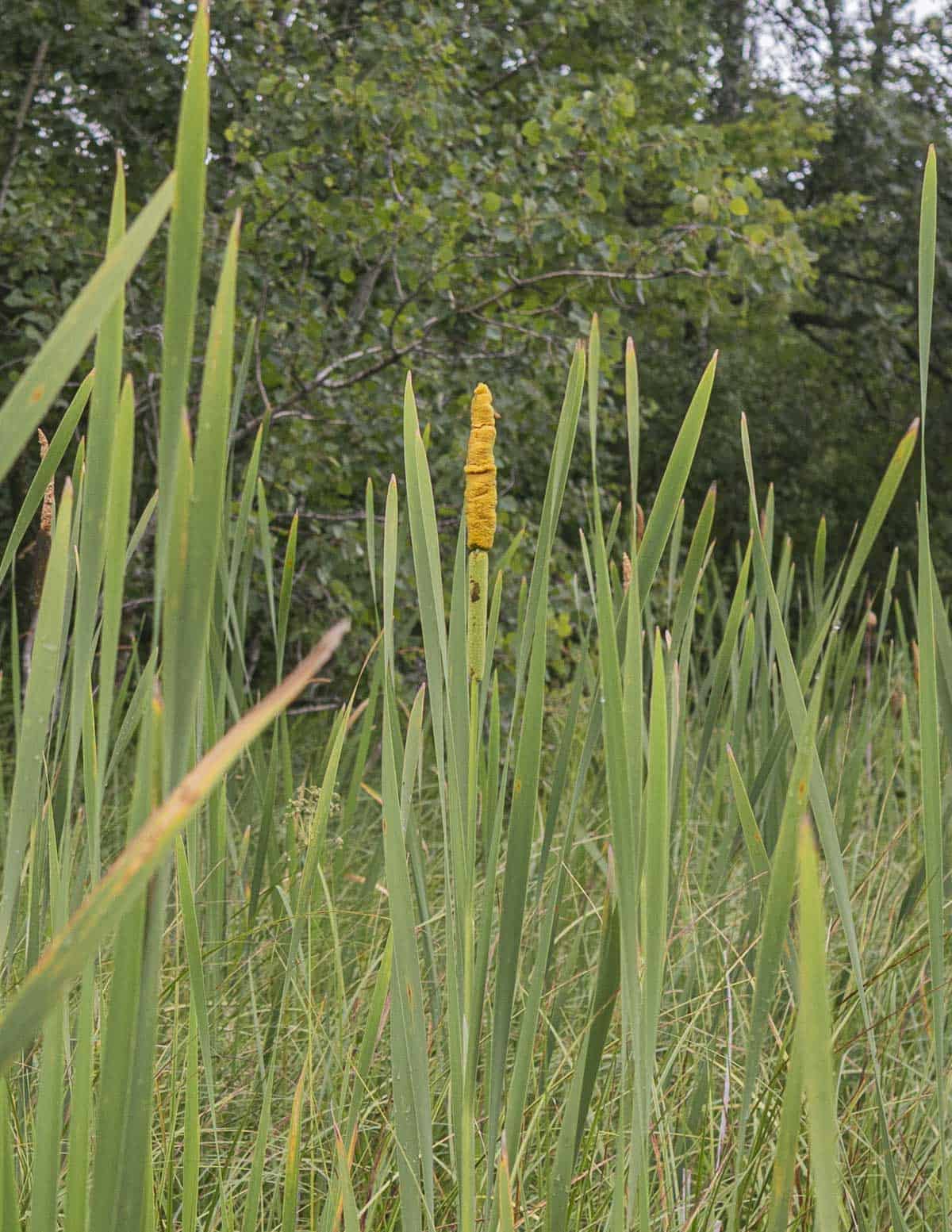 A cattail in a marsh showing a flower head filled with pollen. 