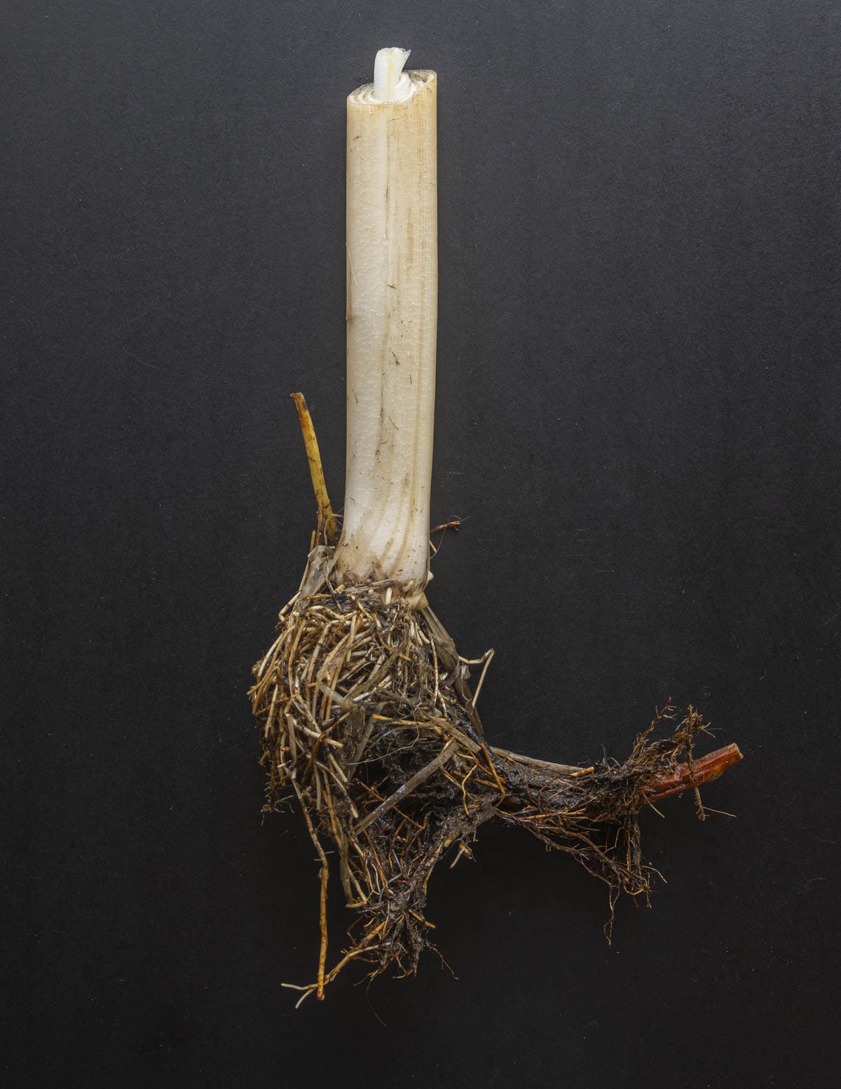 A cattail shoot with attached rhizomes on a black background. 