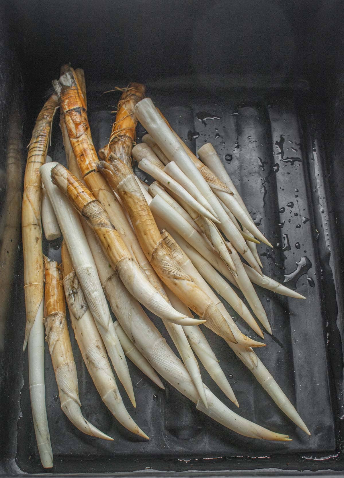 Cattail lateral rhizomes cleaned and washed in a black bus tub. 