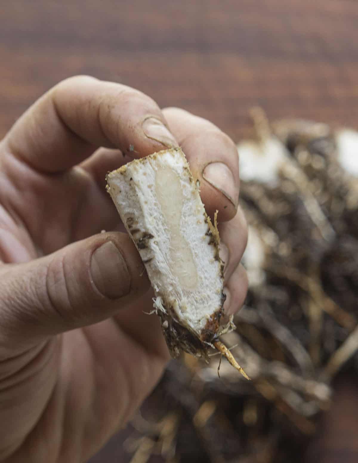 A hand holding a small piece of edible material found at the base of a cattail plant. 
