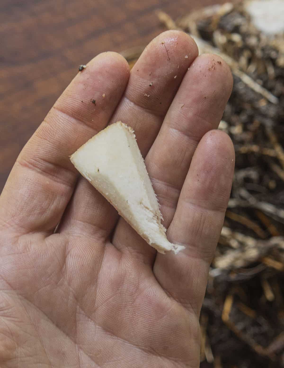 A hand holding the finished, trimmed piece of edible material from the base of a cattail plant. 