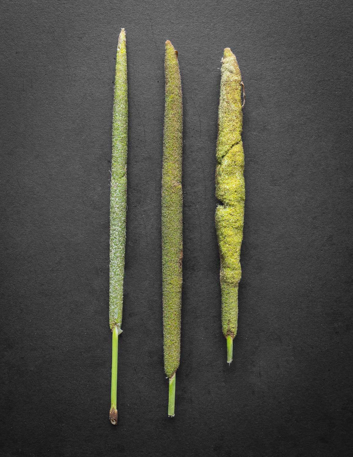 Three cattail flower spikes side by side showing the ideal stage for harvesting in the middle. 