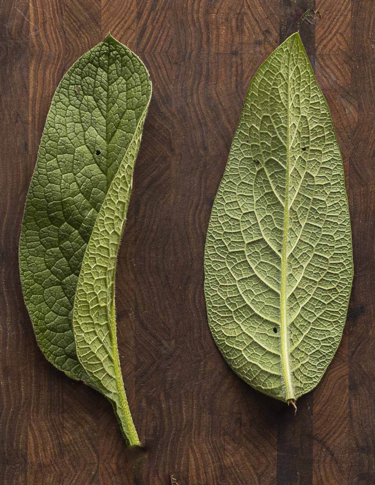 A close up image of two young comfrey leaves (Symphytum oficinale) side by side  on a wooden background. 