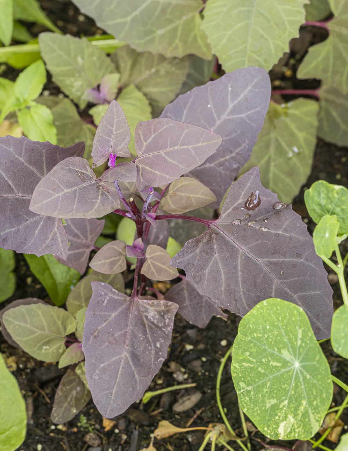 Young ruby orache growing next to variegated nasturiums in a garden. 