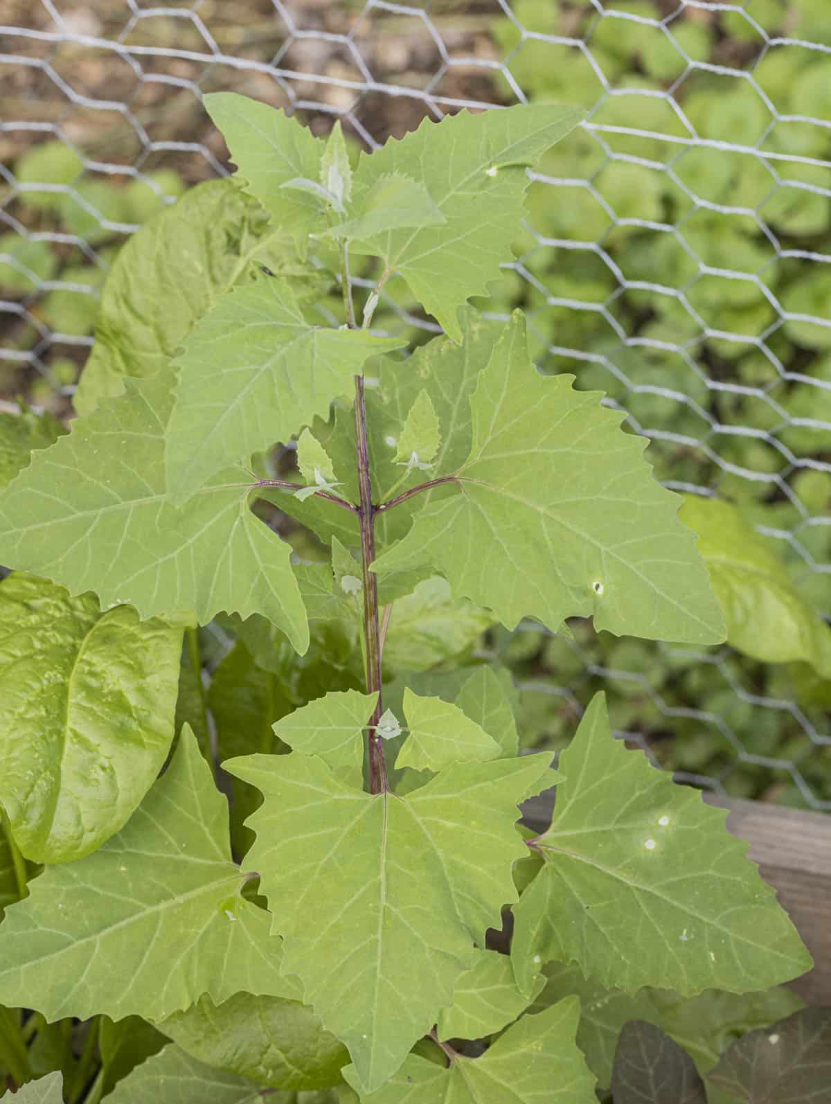 Green orache bolting in a garden. 