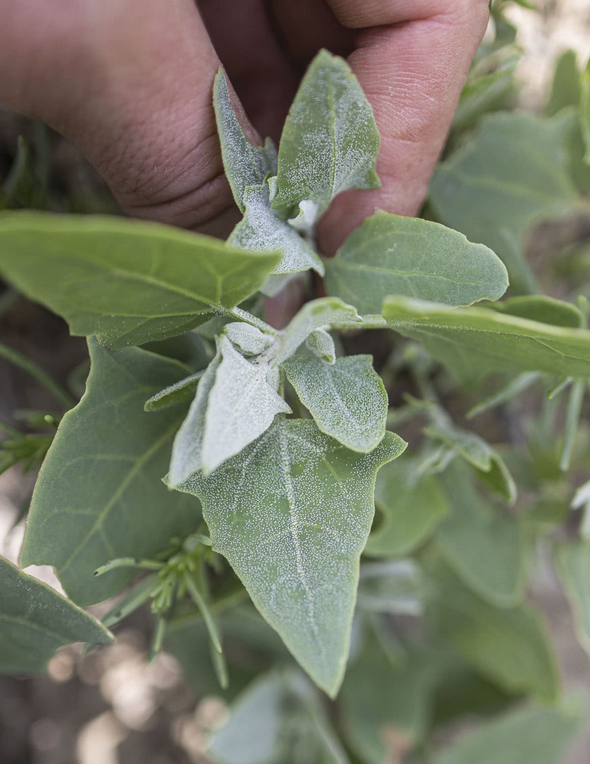 A hand harvesting a cluster of wild green orach spinach by pinching the base of the leaf cluster. 