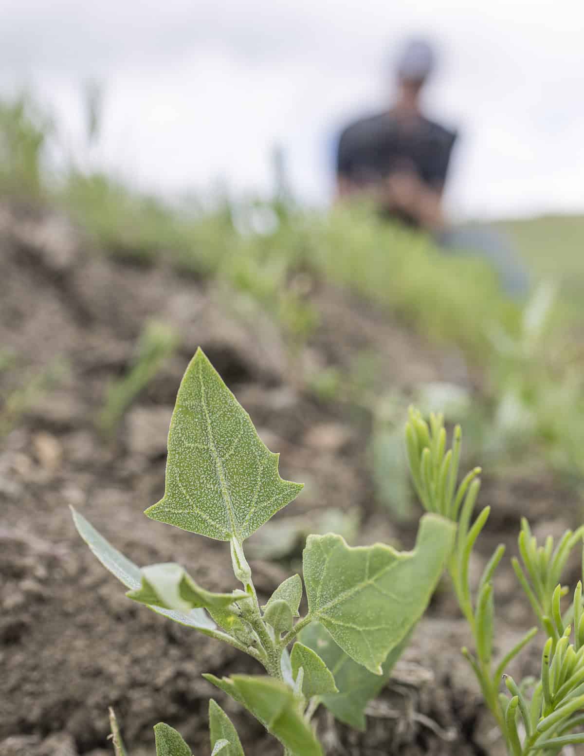 Wild orache growing in the prairie of south dakota with a man obscured in the background. 