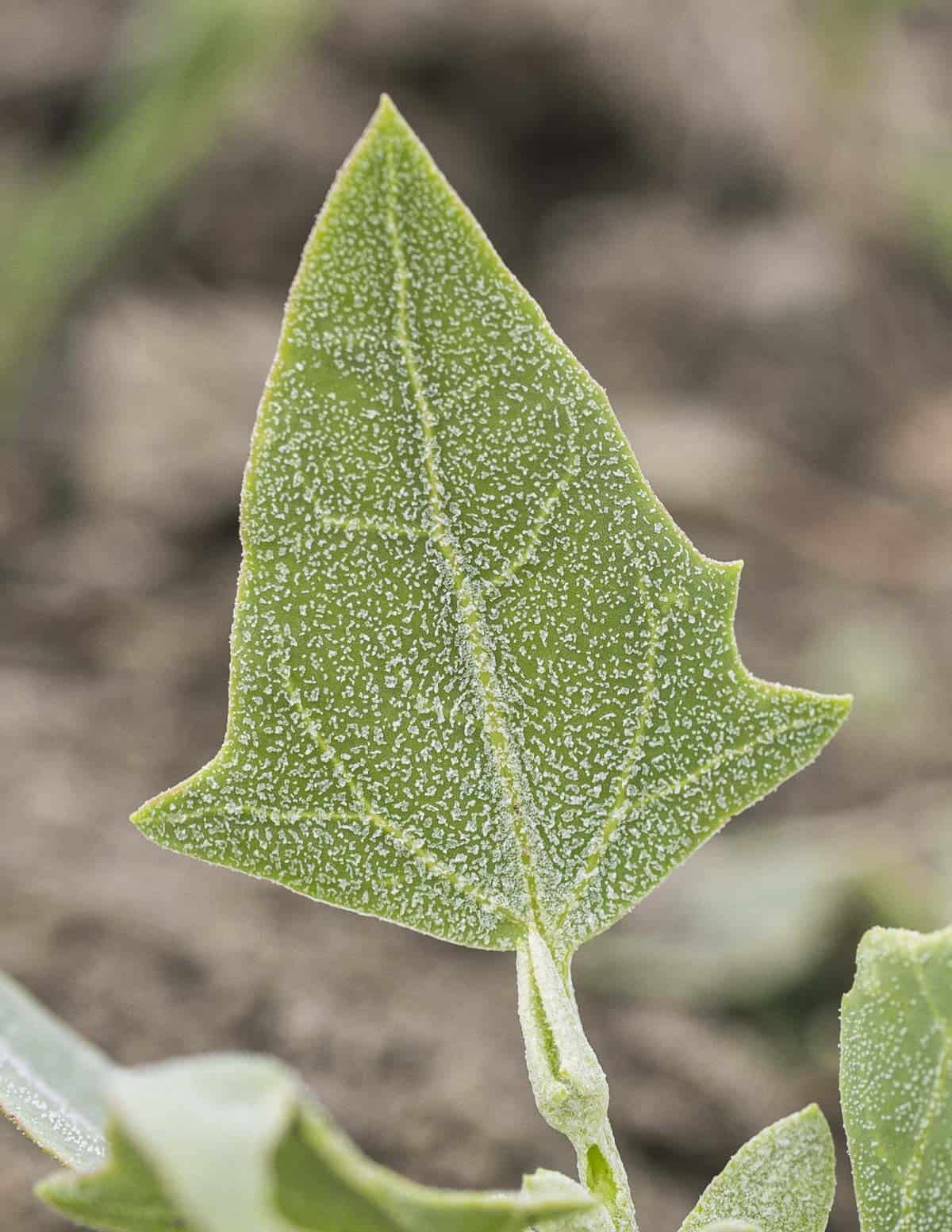 A perfectly arrowhead shaped wild green orache leaf (Atriplex).