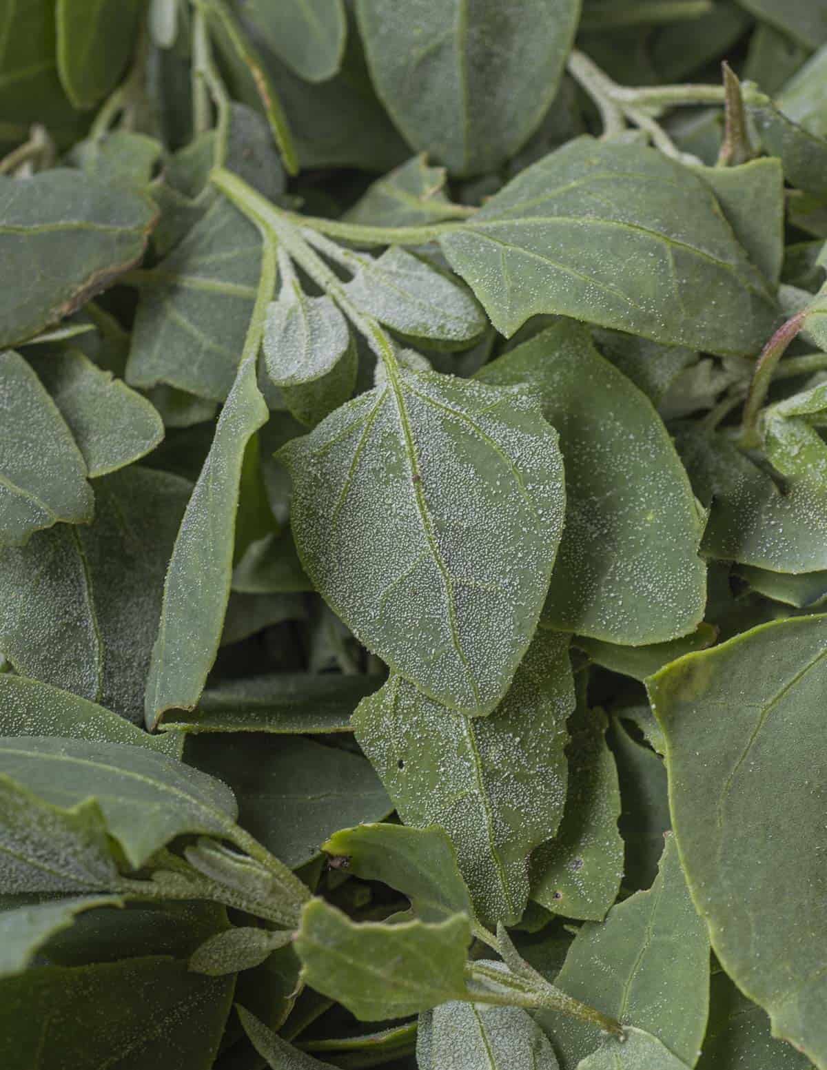A close up, full-bleed image of wild green orache leaves in a basket.