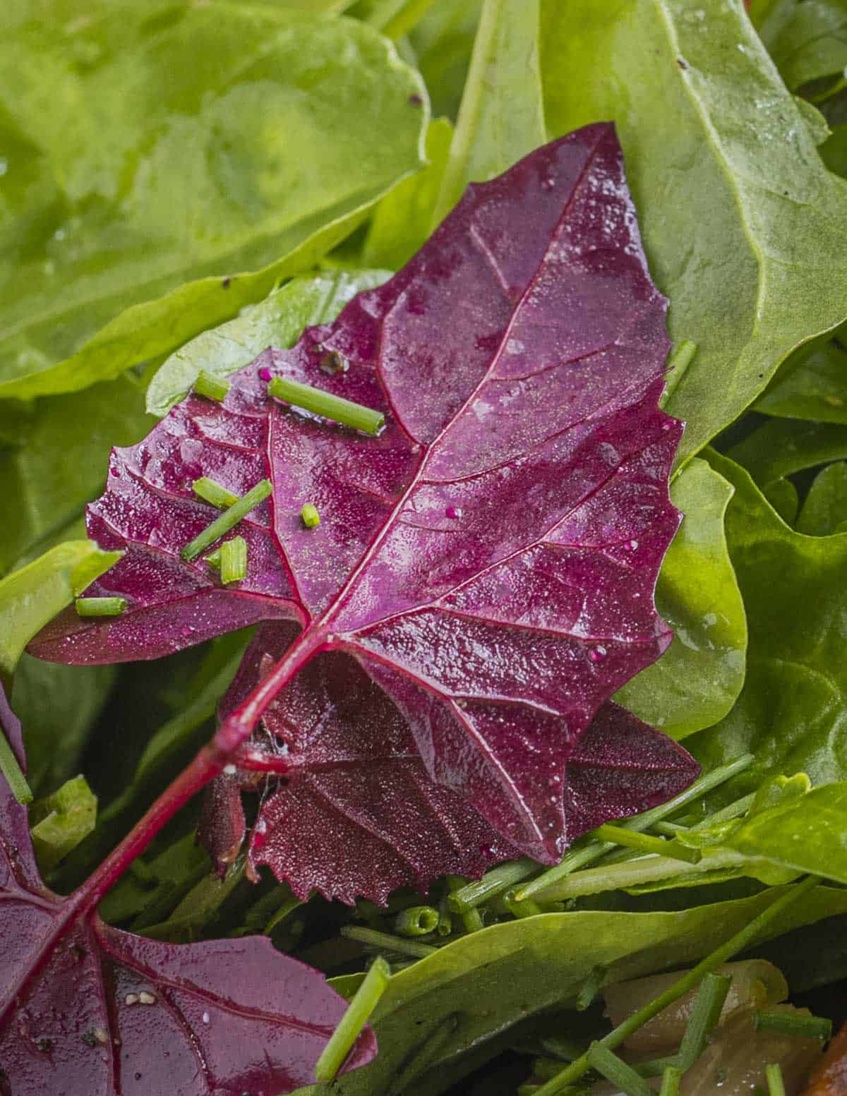 A leaf cluster of ruby orache greens dressed with vinaigrette in a salad sprinkled with chives. 