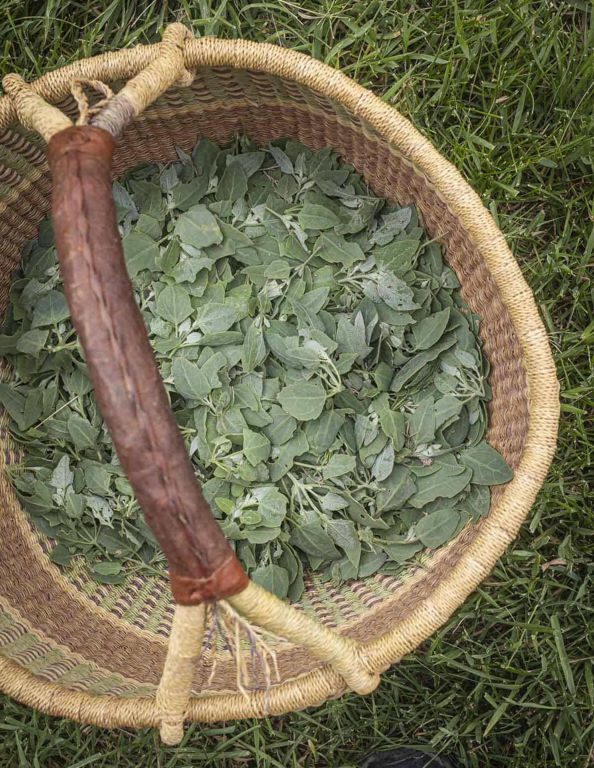 A basket with the bottom filled with foraged wild orache greens. 
