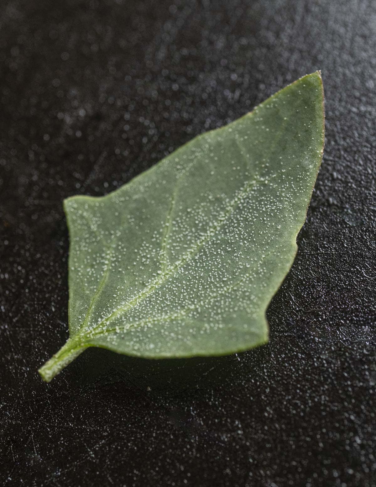 A young leaf of orache showing tiny white particles of epicuticular wax on the outside. 