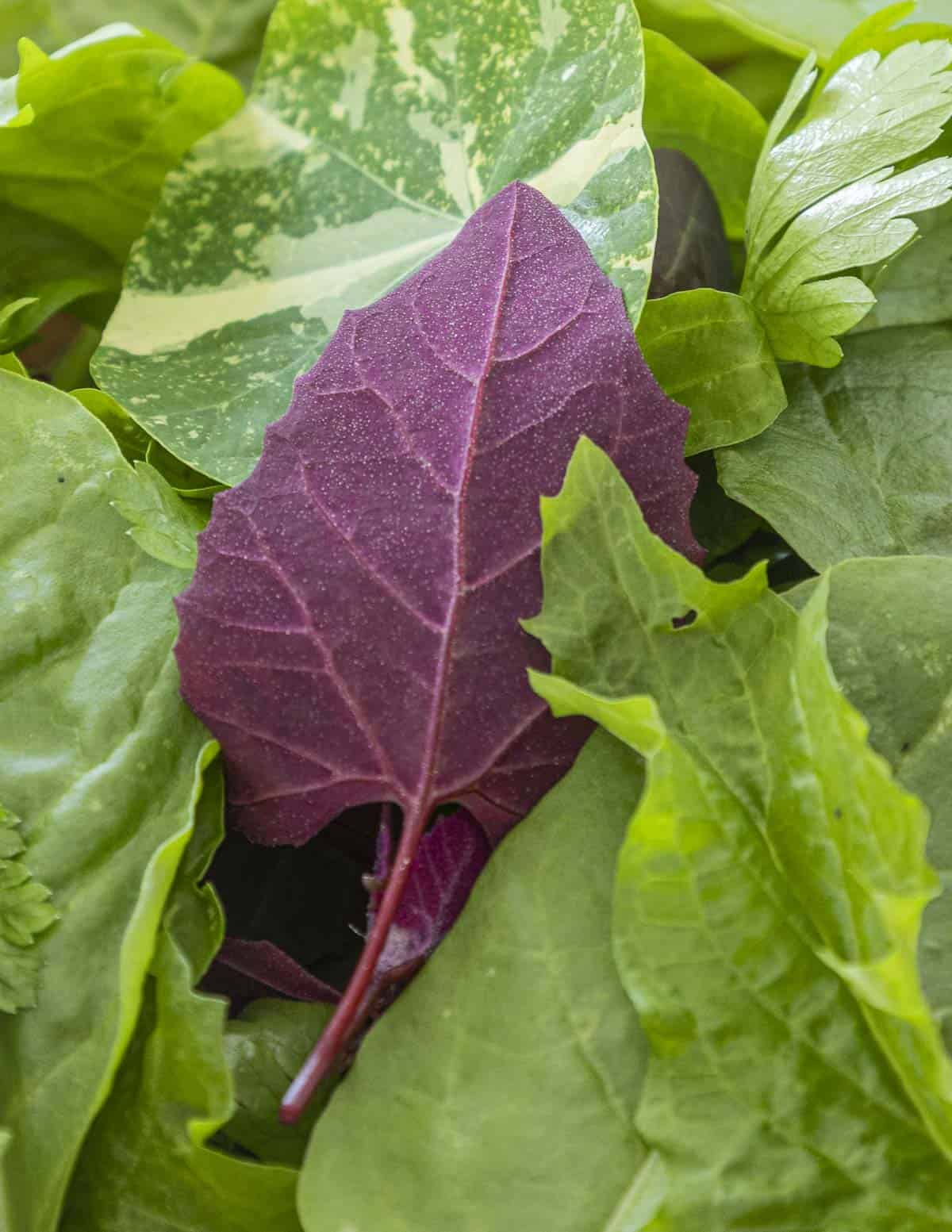 A leaf of ruby orache in a salad bowl with nasturtium leaves and strawberry spinach. 