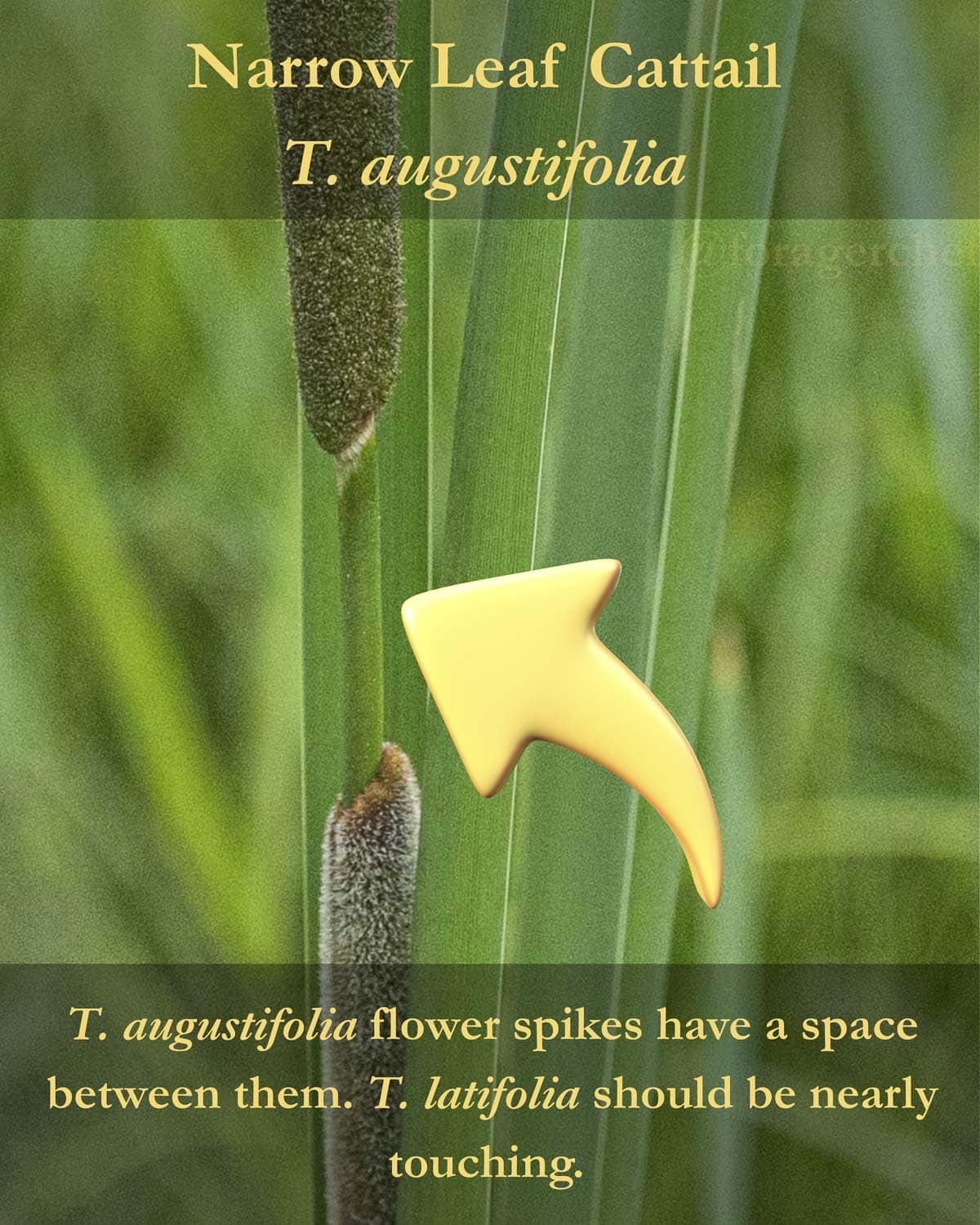 An infographic showing narrow leaf cattail highlighting the space between male and female flower spikes that can be used for identification. 