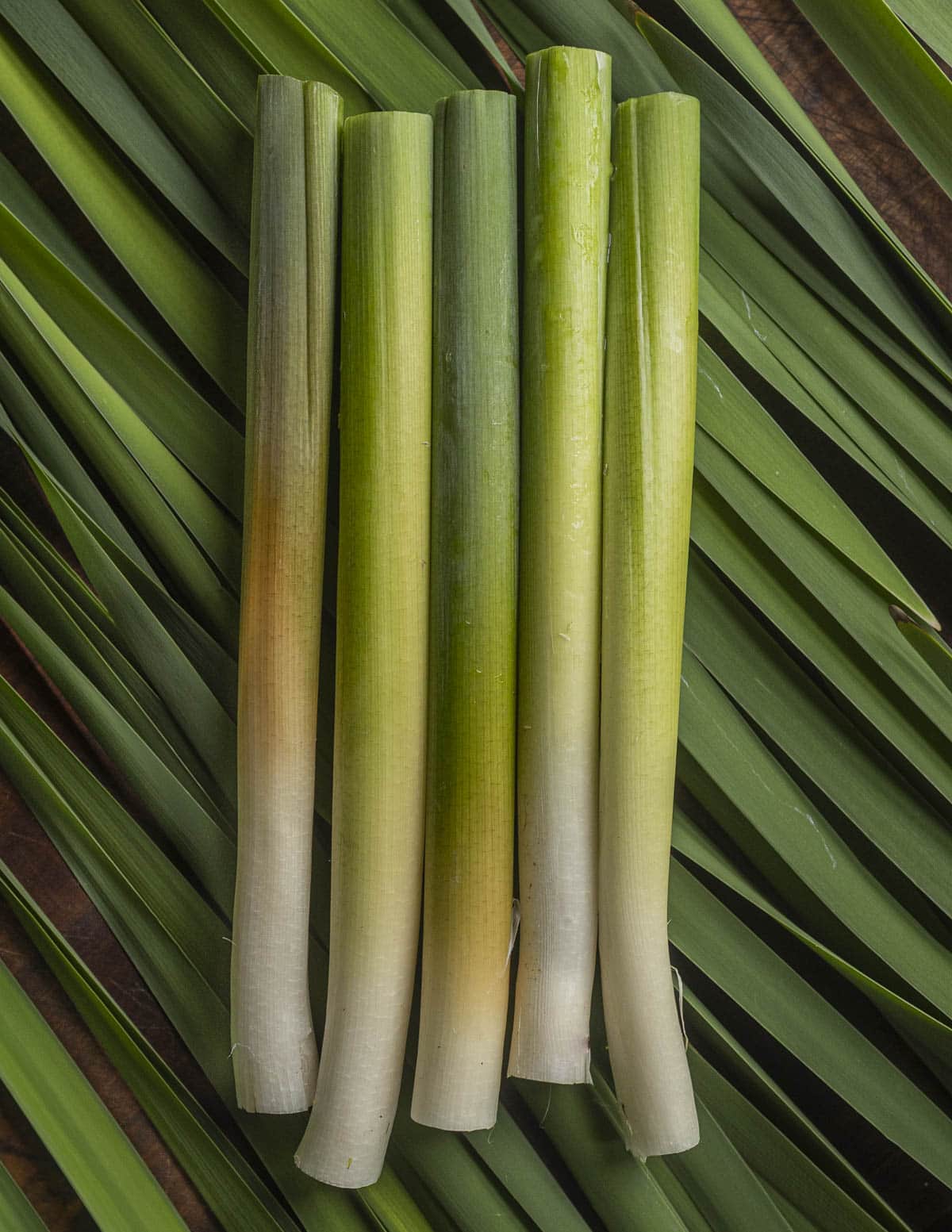 Fresh cattail shoots laying on a background of cattail leaves. (Typha augustifolia).