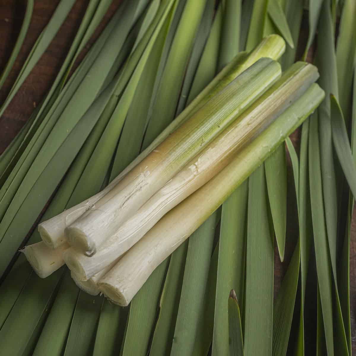 Foraging and Cooking Cattails - Forager | Chef