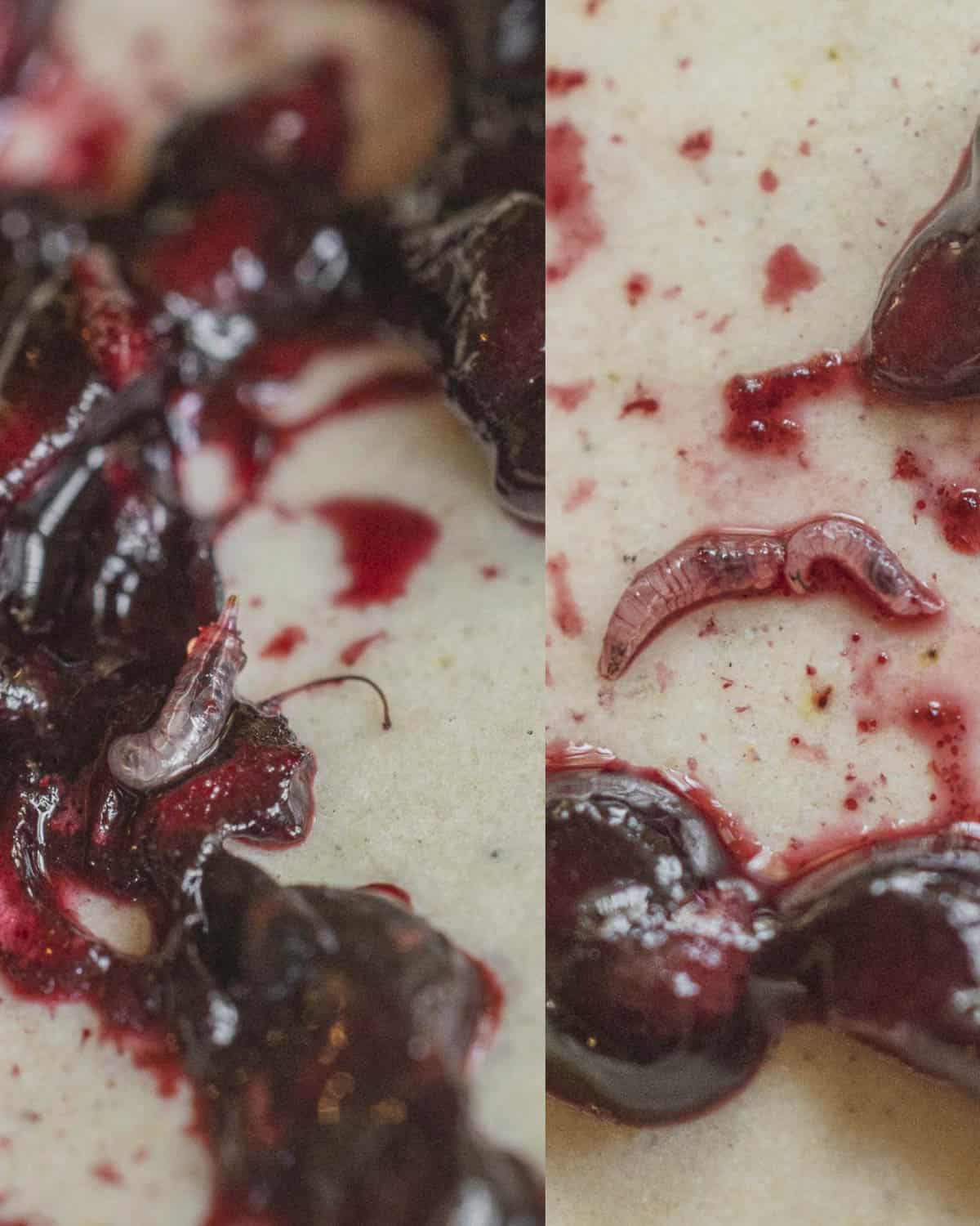 A close up image of crushed black raspberries showing raspberry worms in the fruit. 