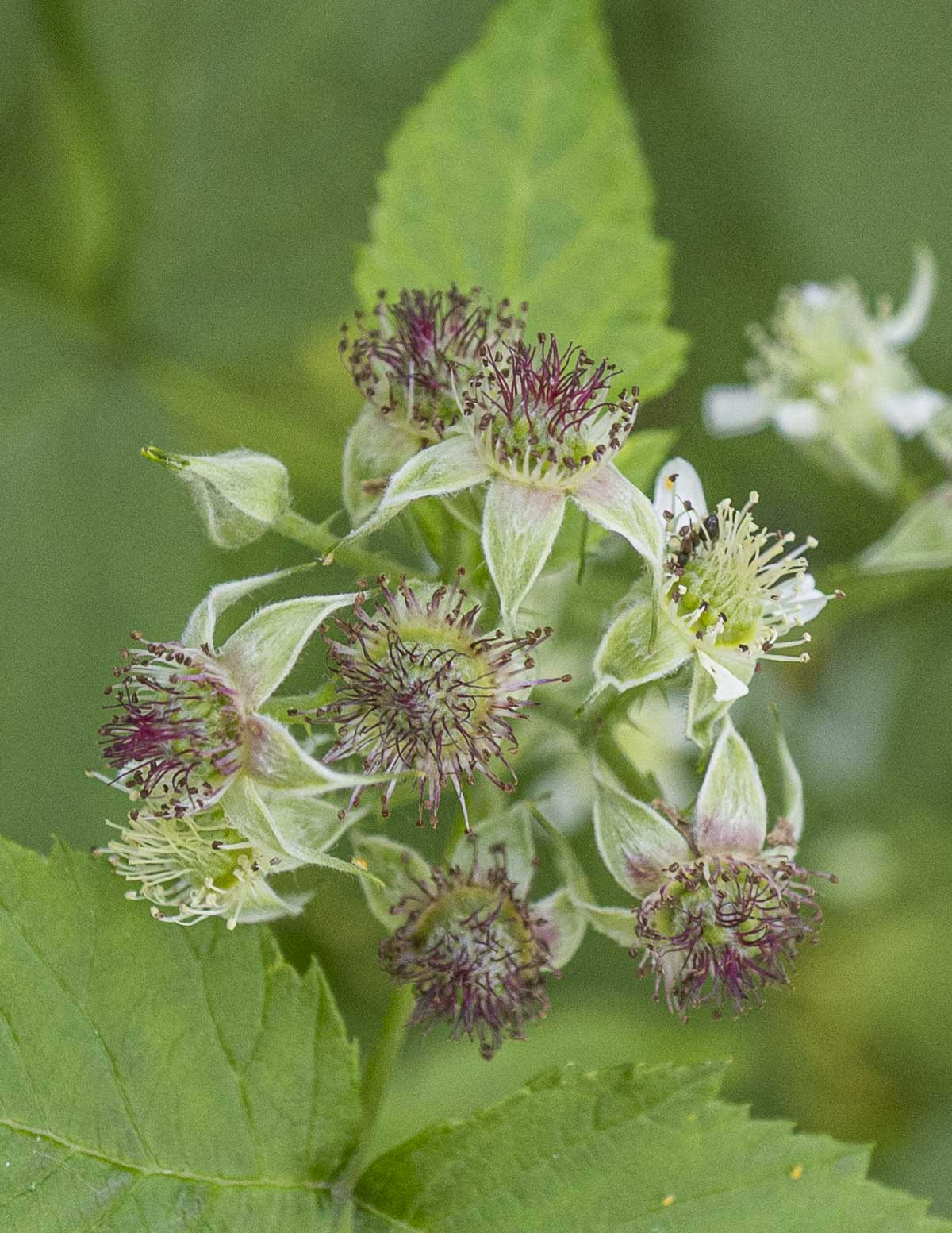 A close up image of black raspberry flowers growing in the spring. 