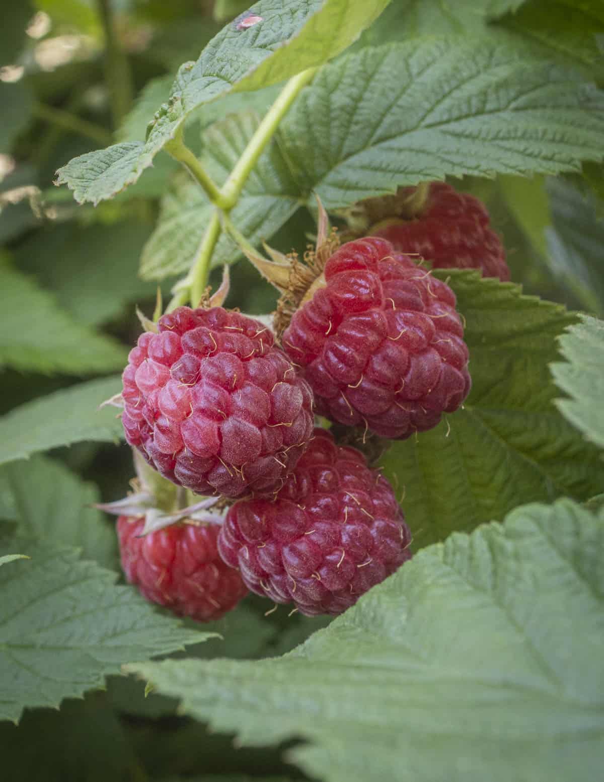 Fresh red raspberries growing in a backyard garden. 