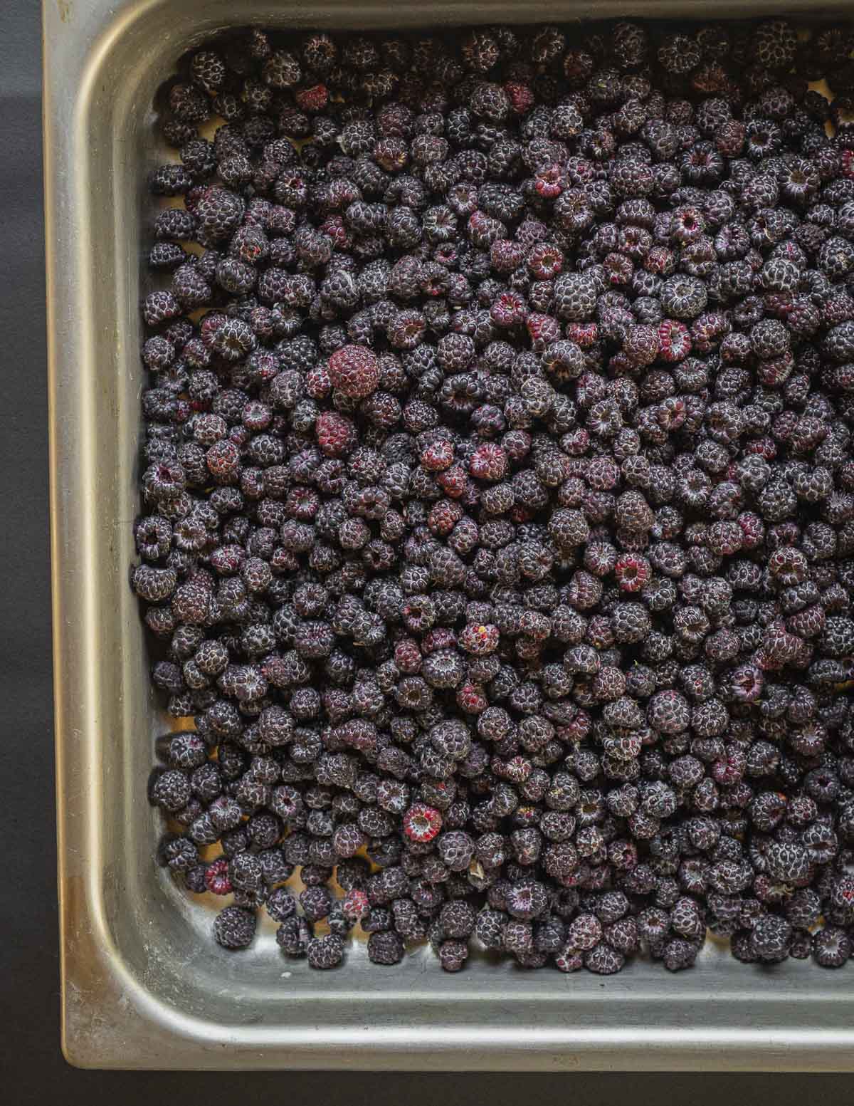 Storing black raspberries in a shallow baking dish so they cool quickly. 