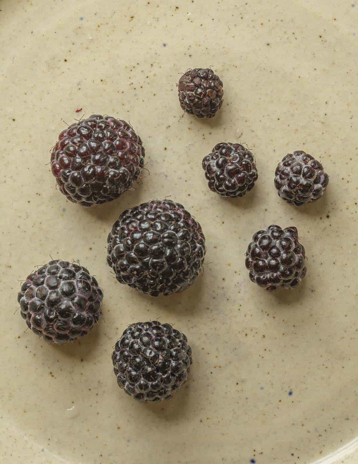 Fruit from a large black raspberry cultivar next to wild fruit. 