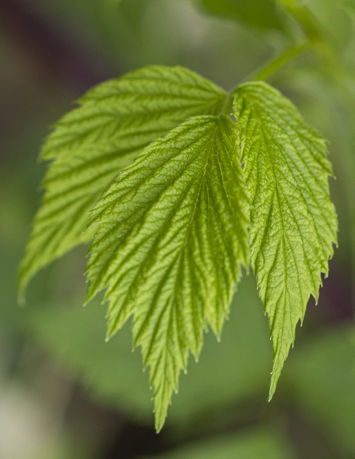 A fresh, young, black, raspberry leaf (Rubus occidentalis). 