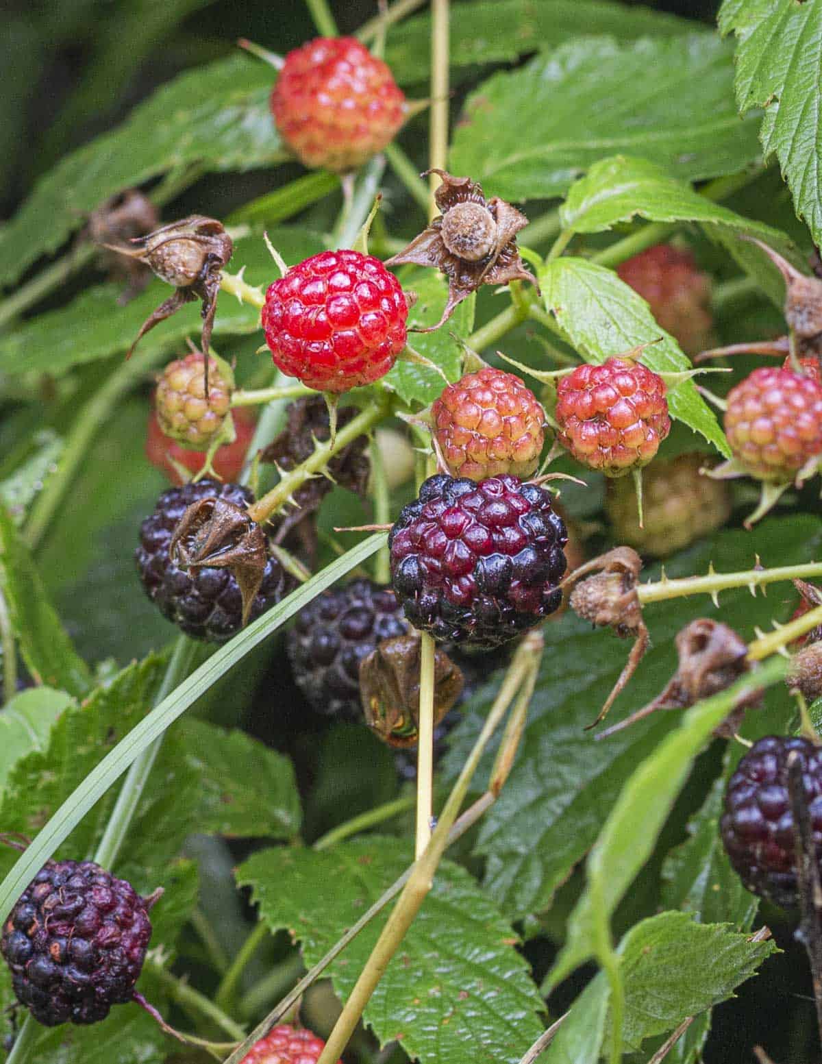 Black raspberries showing signs of larvae damage from spotted wing drosophila invasive fruit flies. drosophila. 