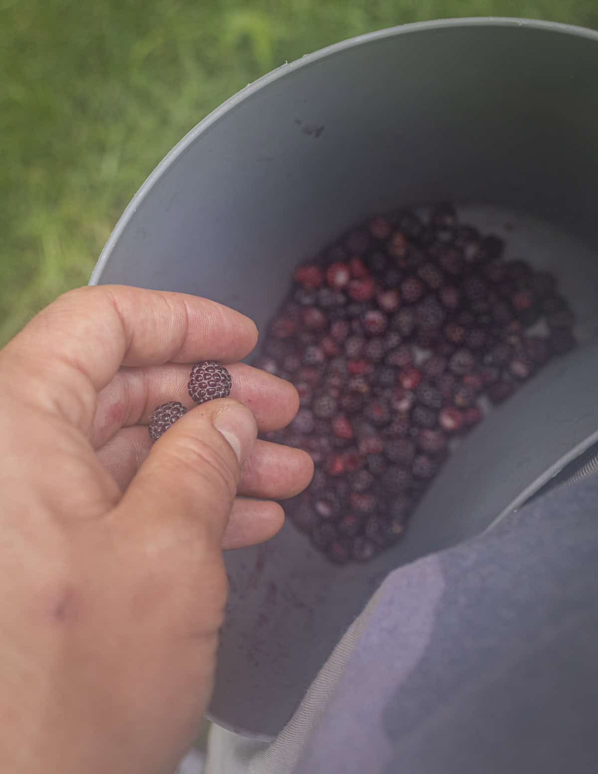 A hand harvesting black raspberries or black cap berries and putting them into a bucket attached to a belt for two handed harvesting. 
