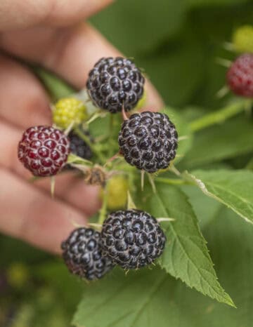 Black Raspberries (The Black Cap Berry) - Forager | Chef