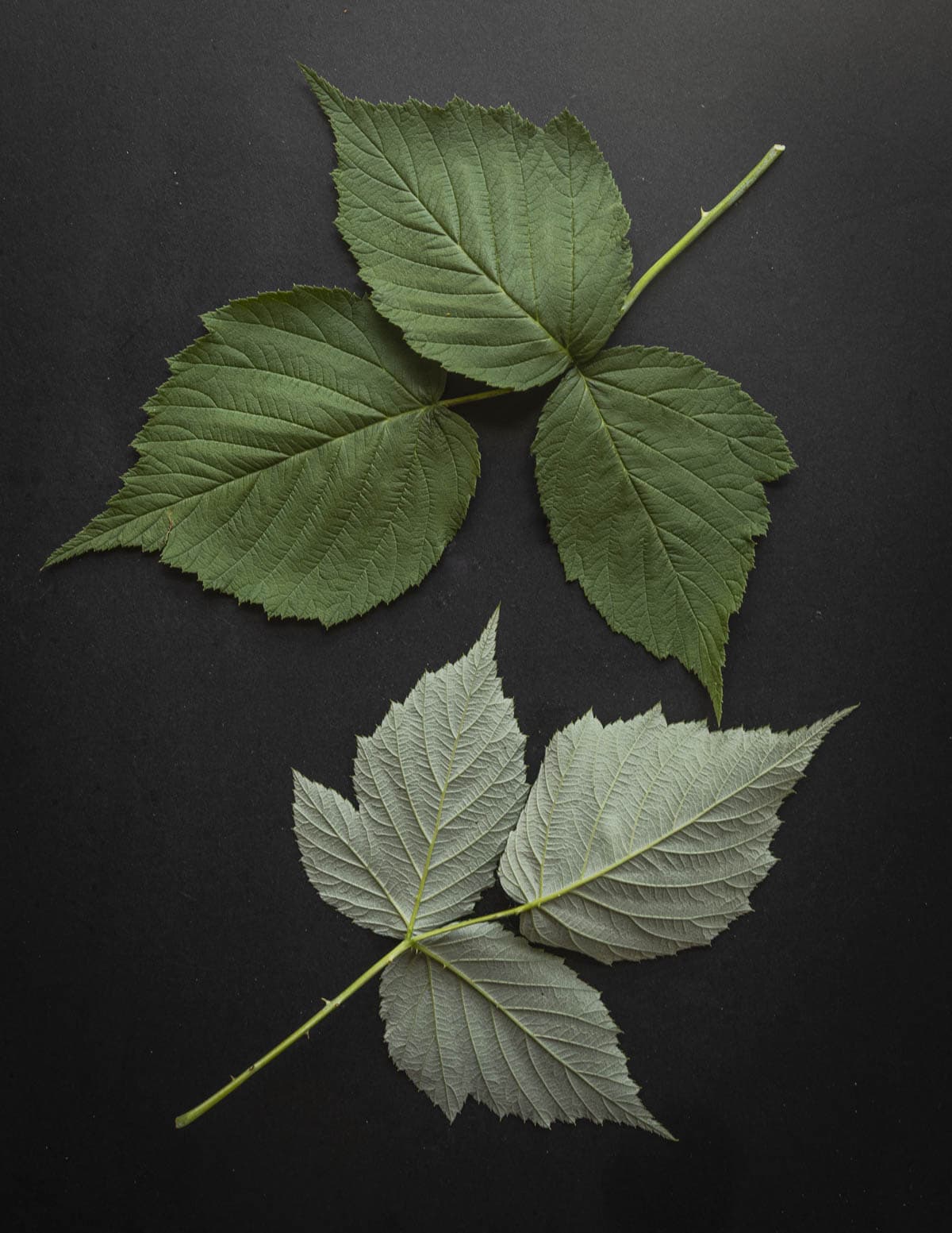 Fresh black raspberry leaves showing the top and white underside for identification. 