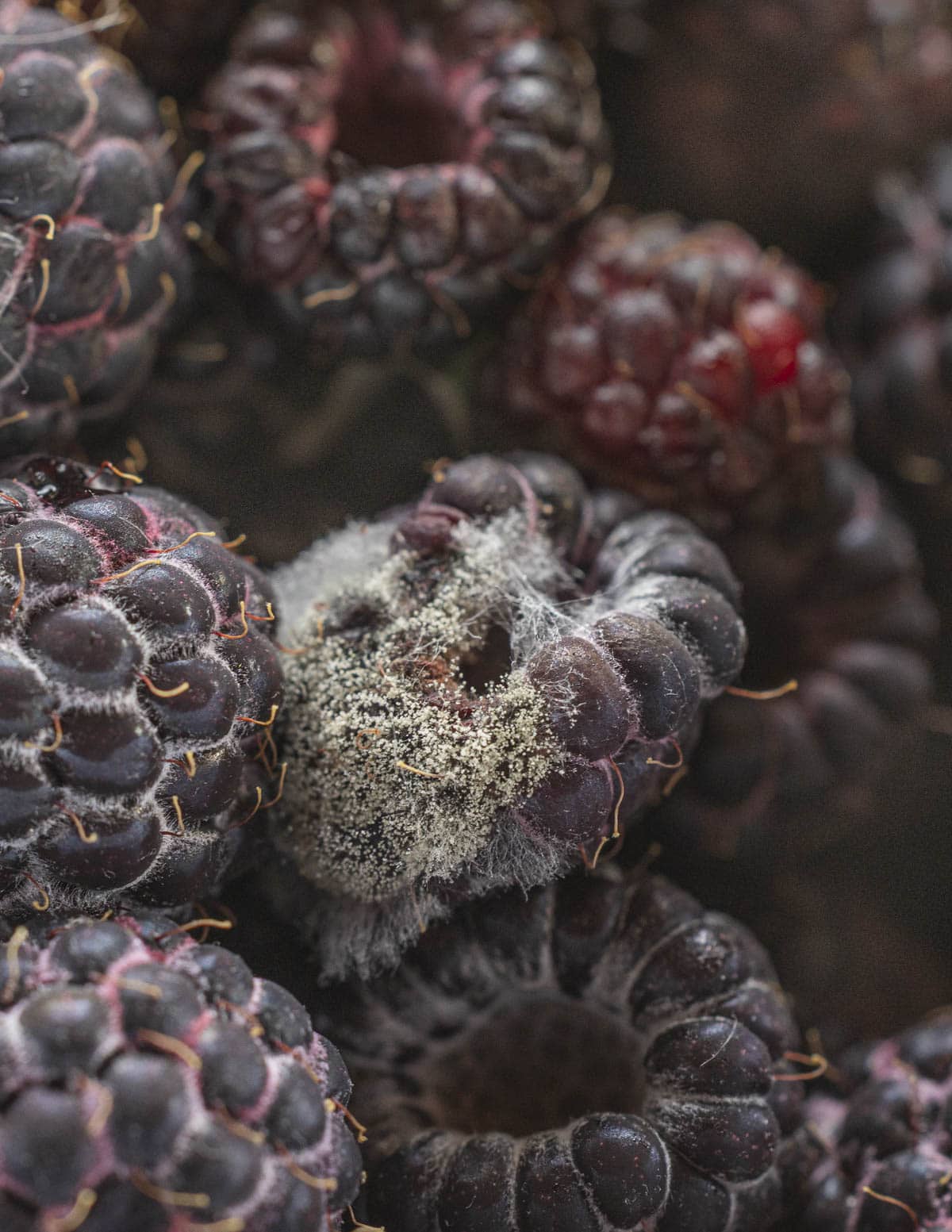 A close up image of moldy black raspberries that were improperly stored. 