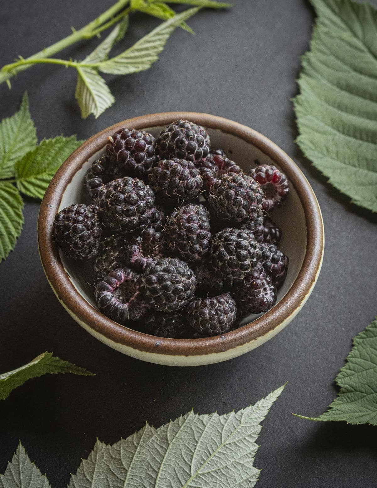 Fresh black raspberries in a bowl surrounded by black raspberry leaves.
