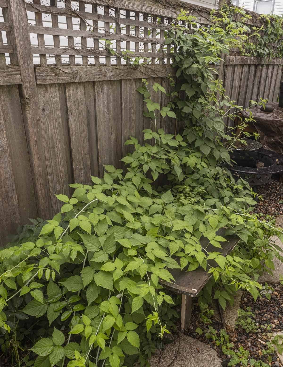 A black raspberry shrub growing in a backyard in Minnesota. 