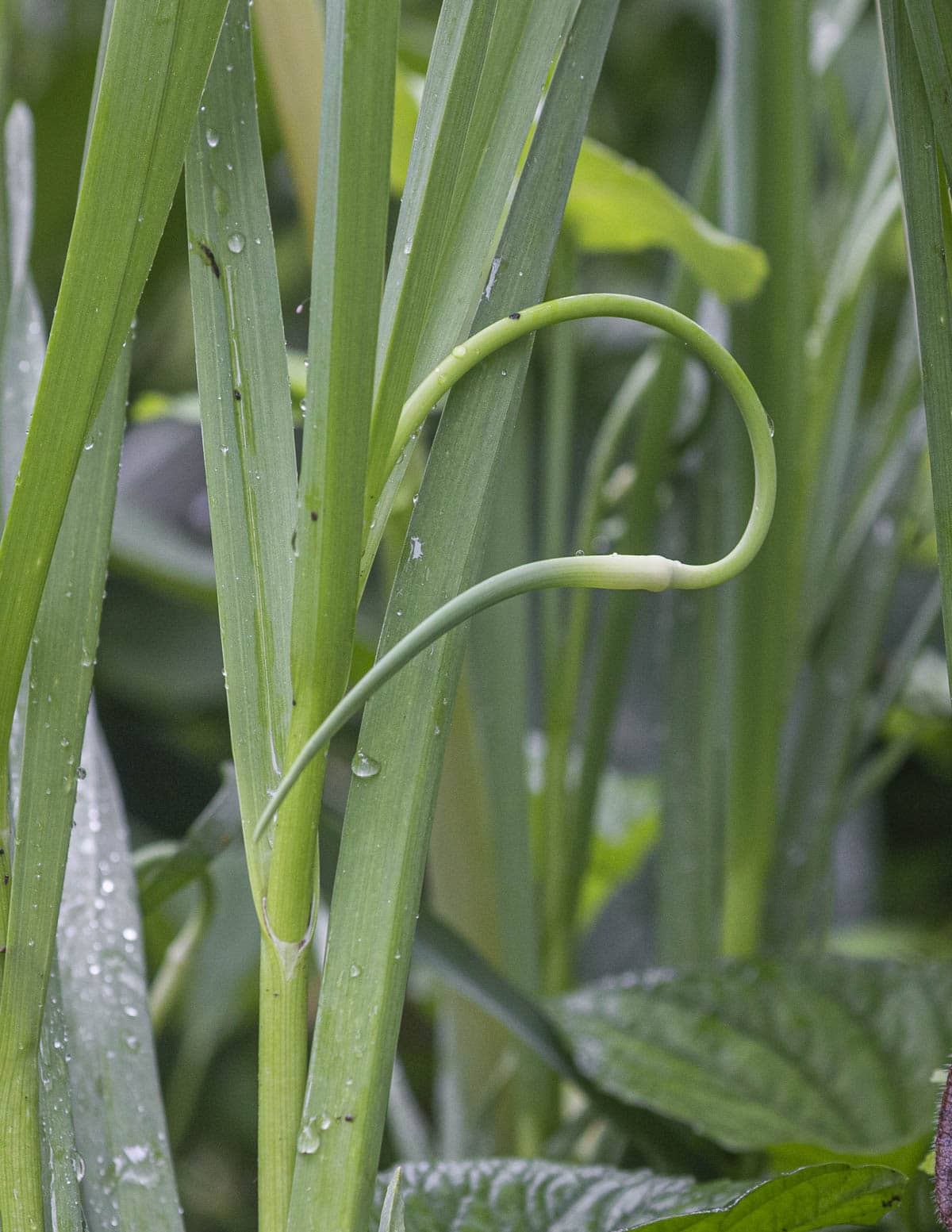 A garlic scape growing on a plant in a garden.