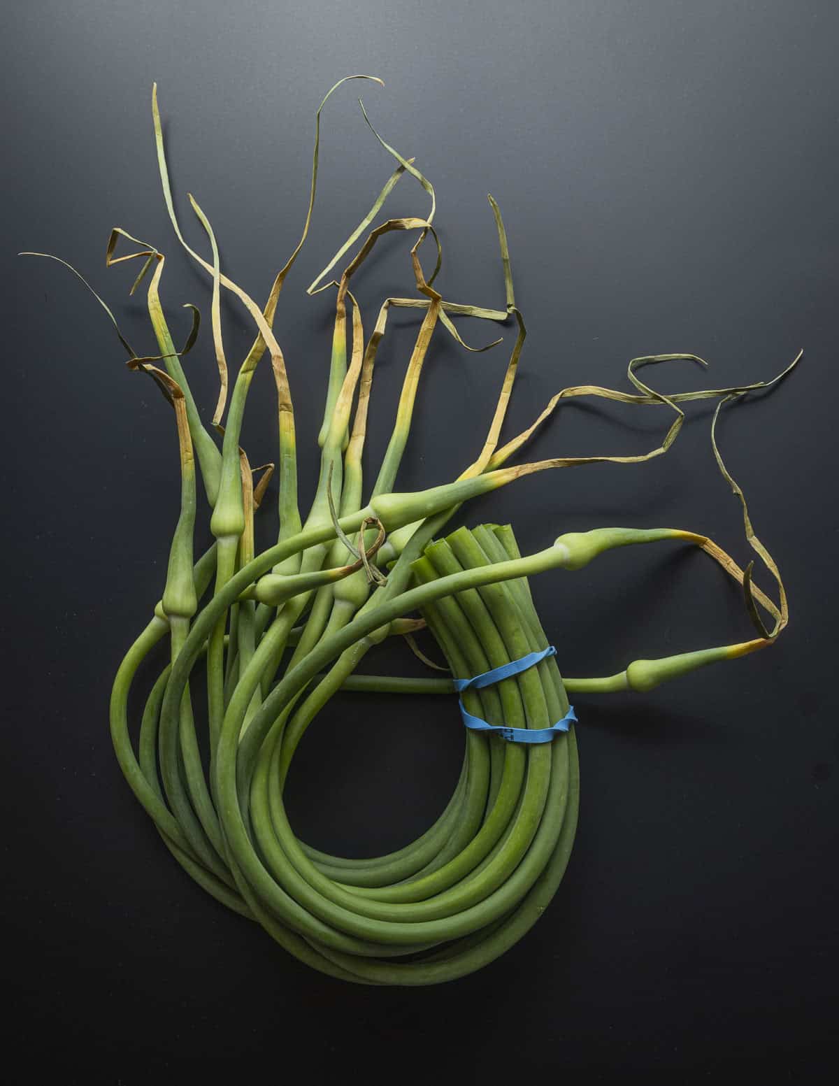 Hardneck garlic scapes tied with a rubber band from the farmers market.
