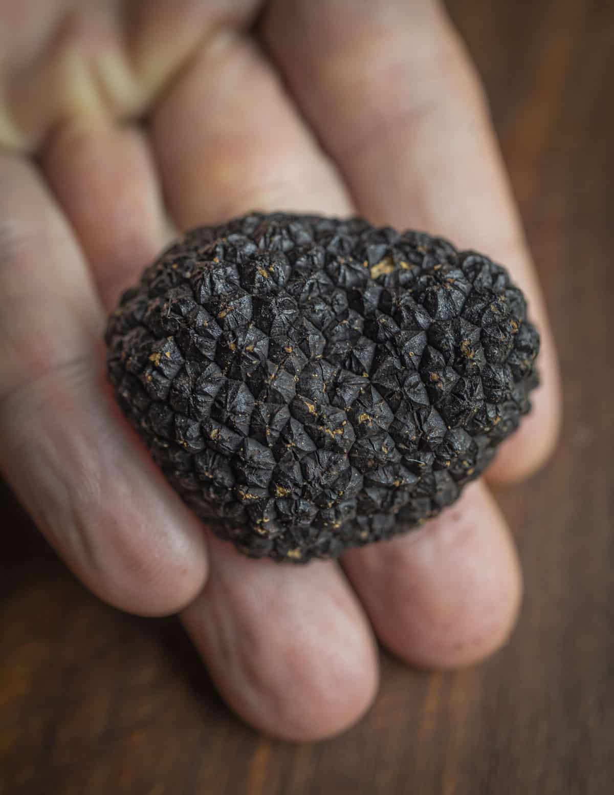 A hand holding a summer truffle showing the raised geometric bumps on the peridium. 