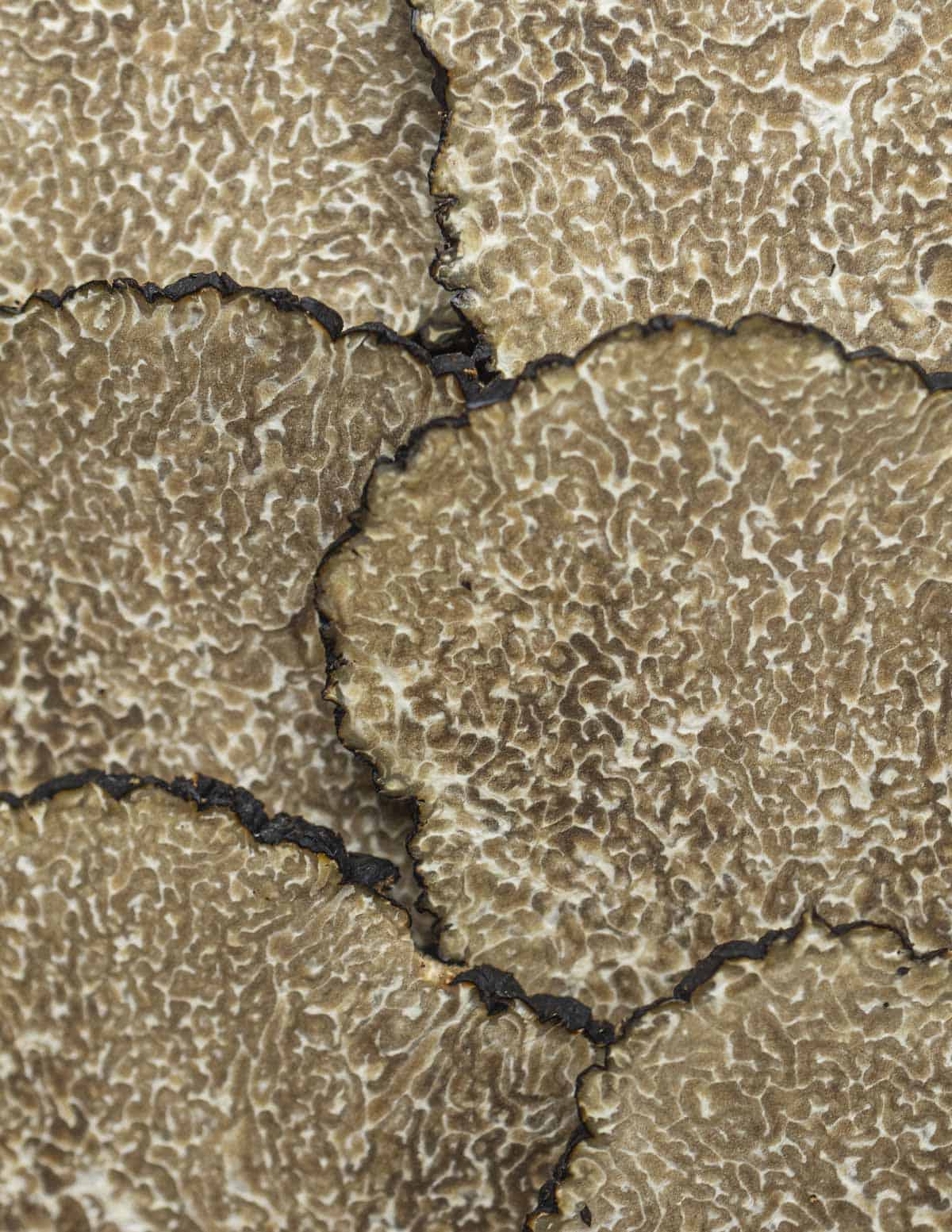 A close up of the inner light brown gleba of summer truffle slices. 