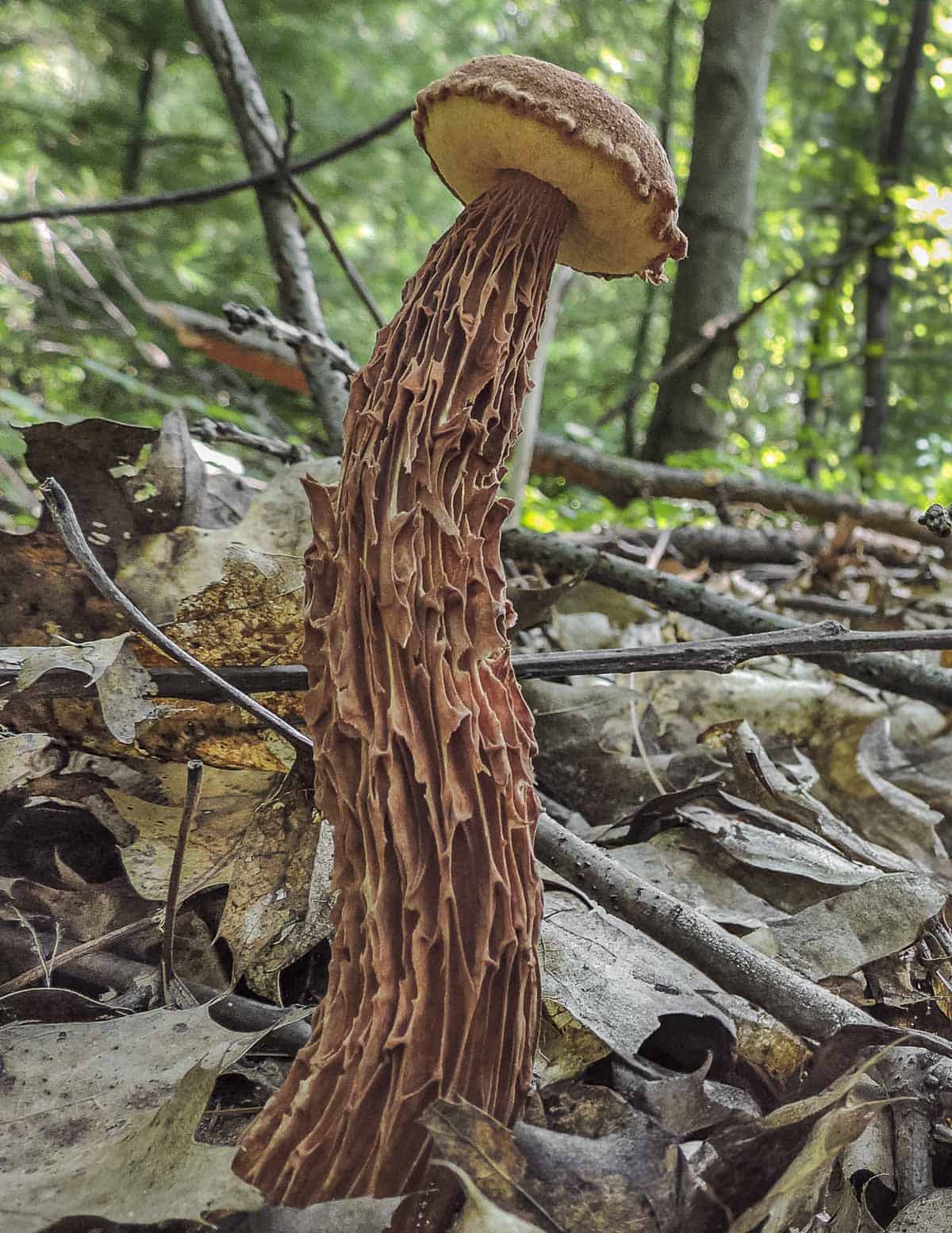 Aureoboletus russellii growing in a mixed hardwood forest showing oak leaves on the ground. 
